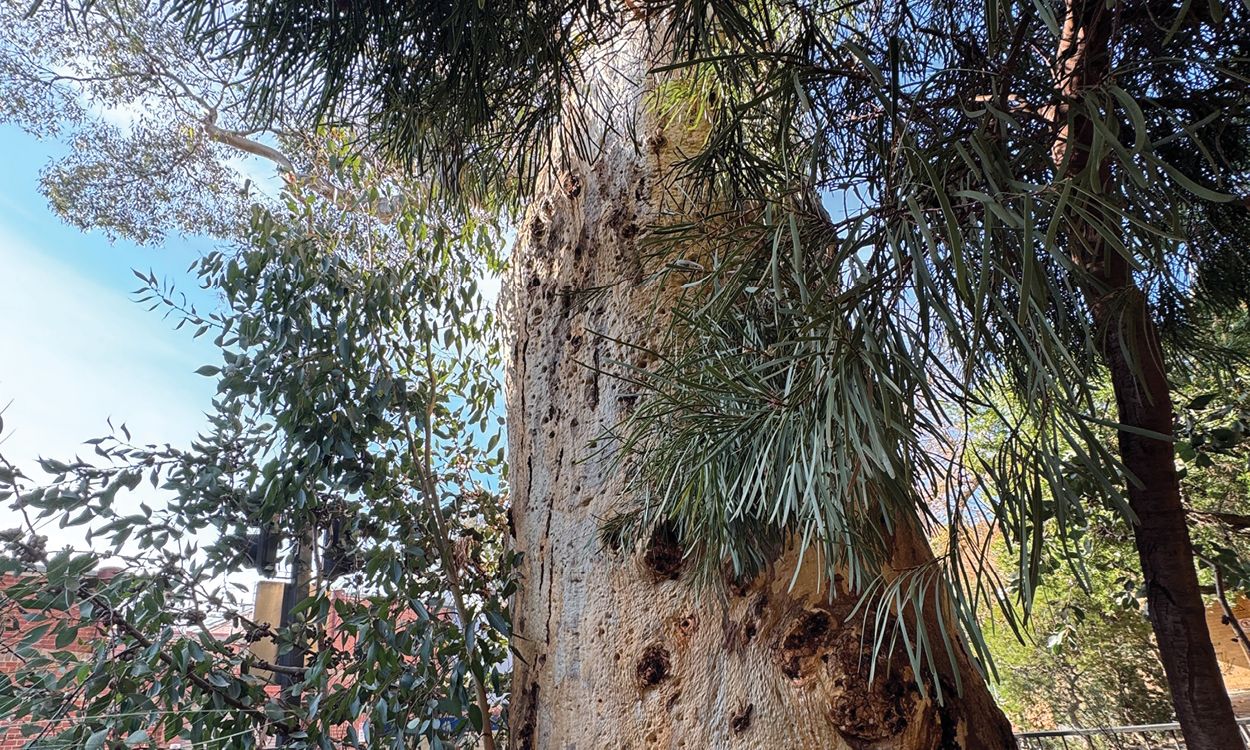 A close-up of a gumtree on the University of Melbourne campus.